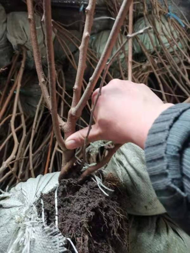软枣子苗。基地直发。价格低。成活率高。服务好量大优惠。