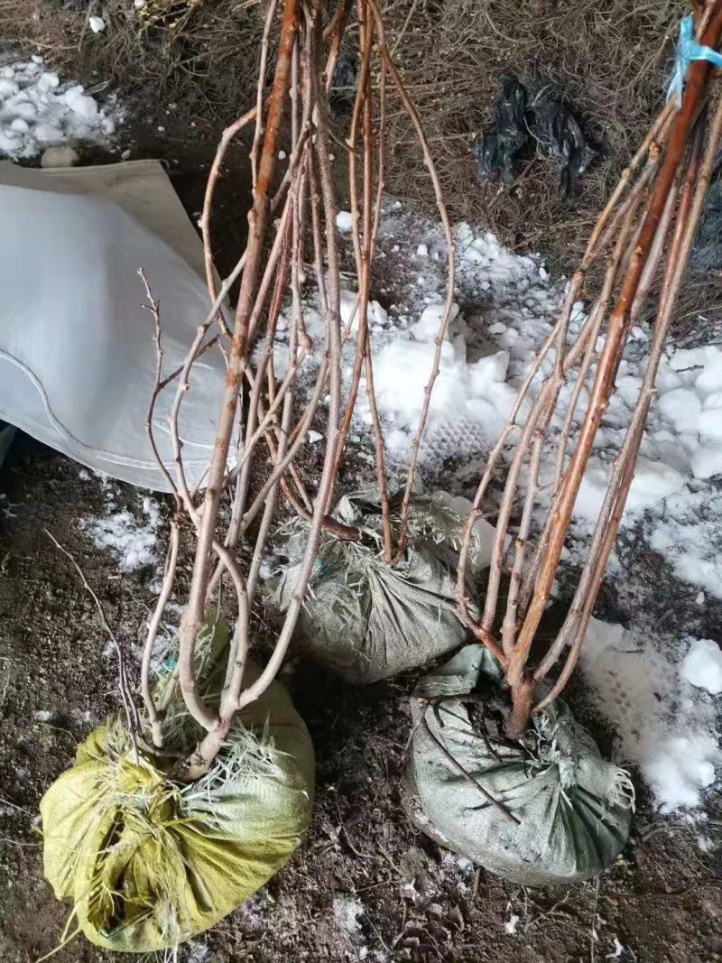 软枣子苗。基地直发。价格低。成活率高。服务好量大优惠。