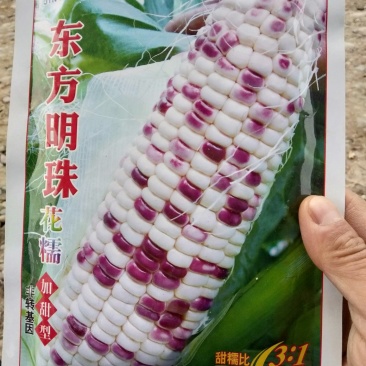 东方明珠花甜糯