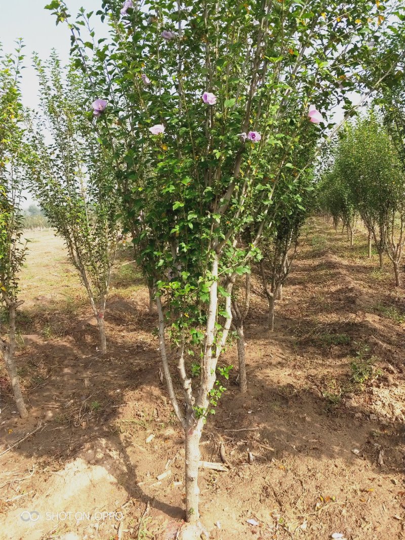 出售美植袋木槿，4-6公分，树型优美，产地直供。