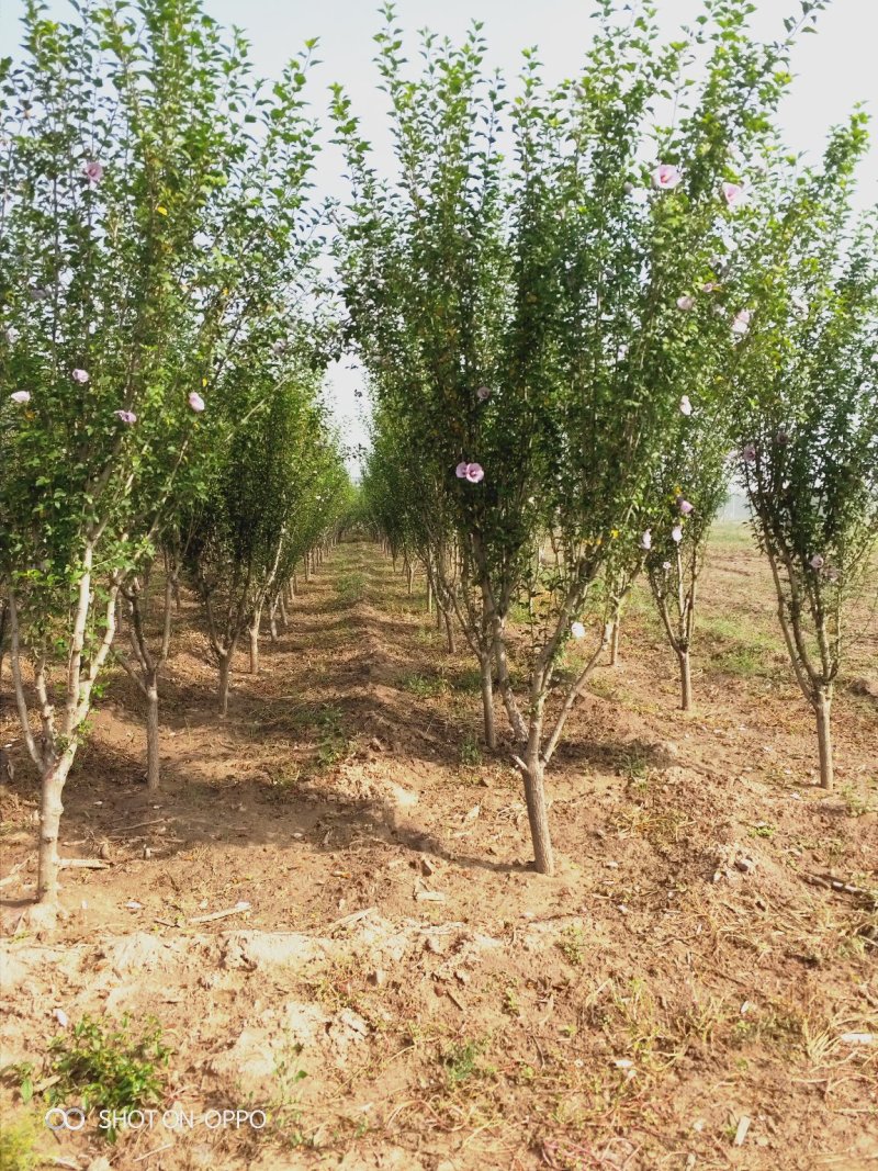 出售美植袋木槿，4-6公分，树型优美，产地直供。