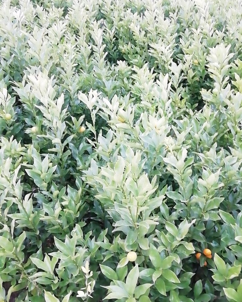 广西柳州融安县优质滑皮金桔苗，量大从优，可看视频包邮