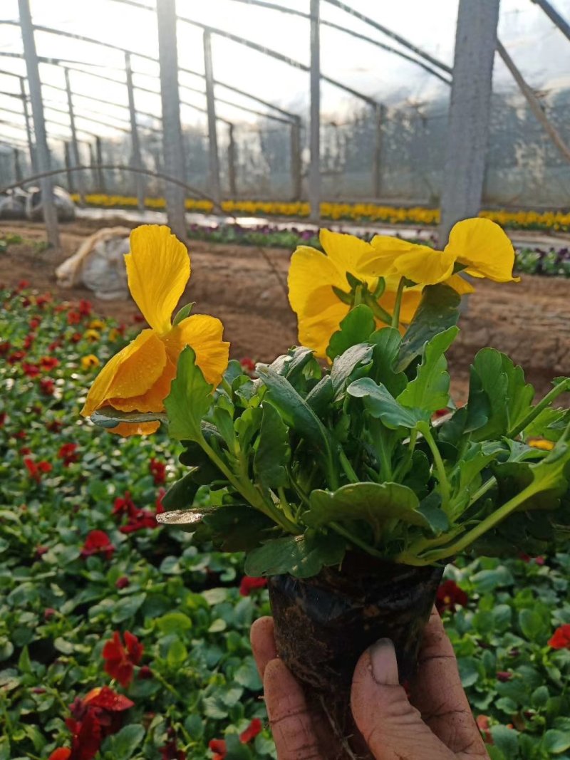 三色堇基地种植绿化工程用苗花海打造营养杯双色盆多规格