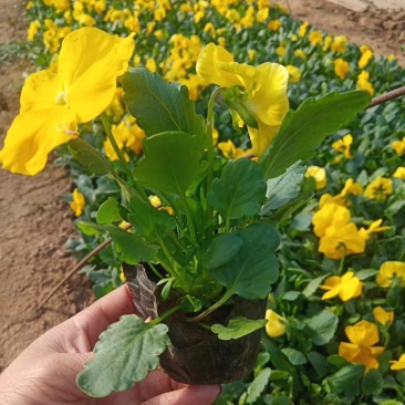 三色堇基地种植绿化工程用苗花海打造营养杯双色盆多规格