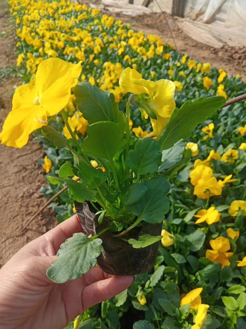 三色堇基地种植绿化工程用苗花海打造营养杯双色盆多规格