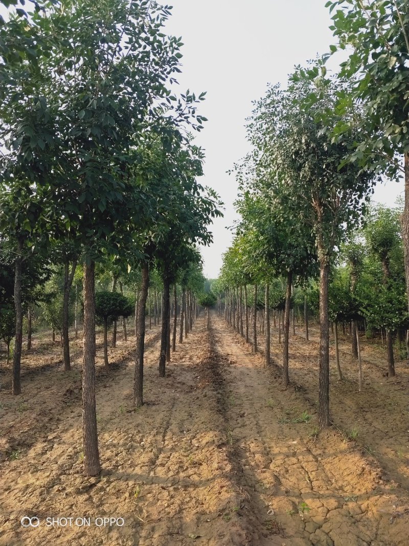 大量出售定植国槐树，基地直供，