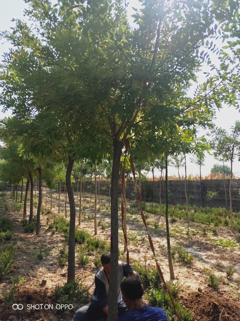 大量出售定植国槐树，基地直供，