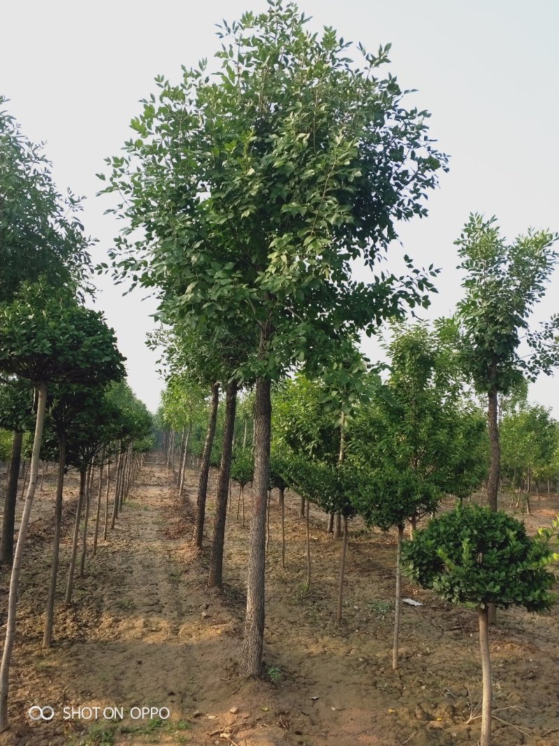 大量出售定植国槐树，基地直供，