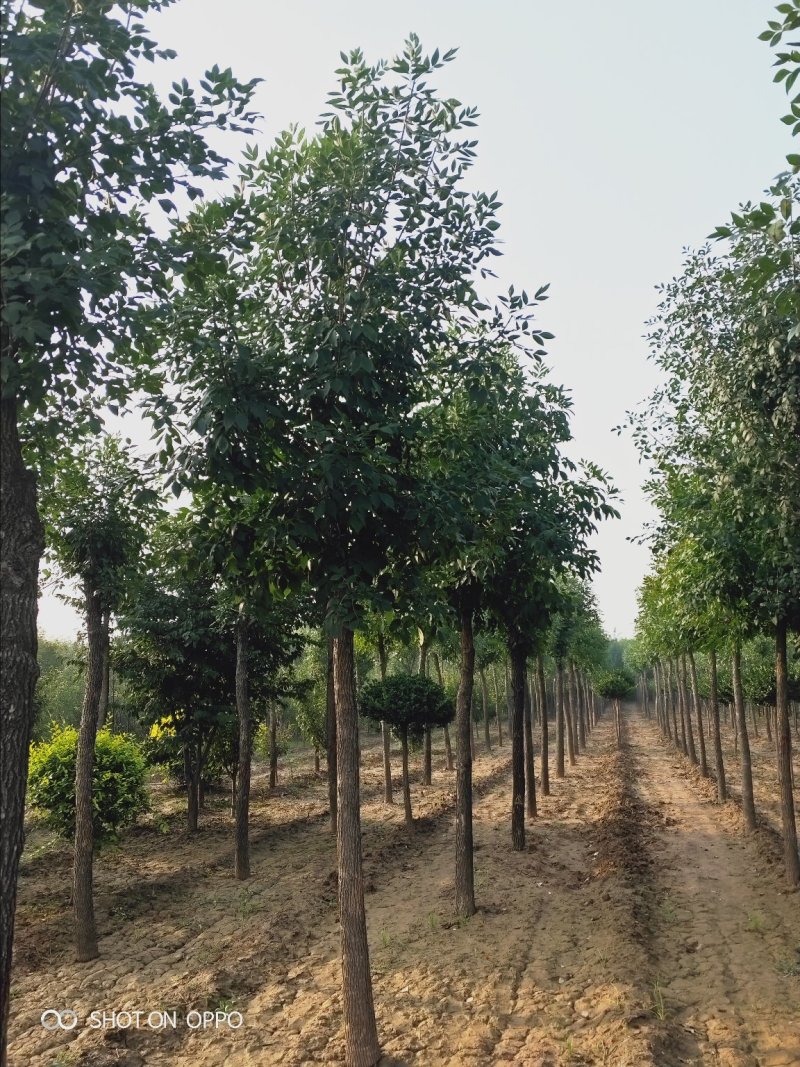 大量出售定植国槐树，基地直供，