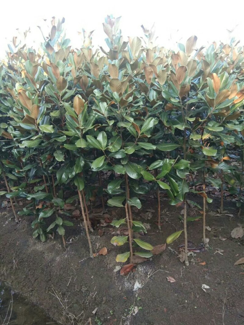 广玉兰小苗四季常青行道树绿化工程苗基地直销