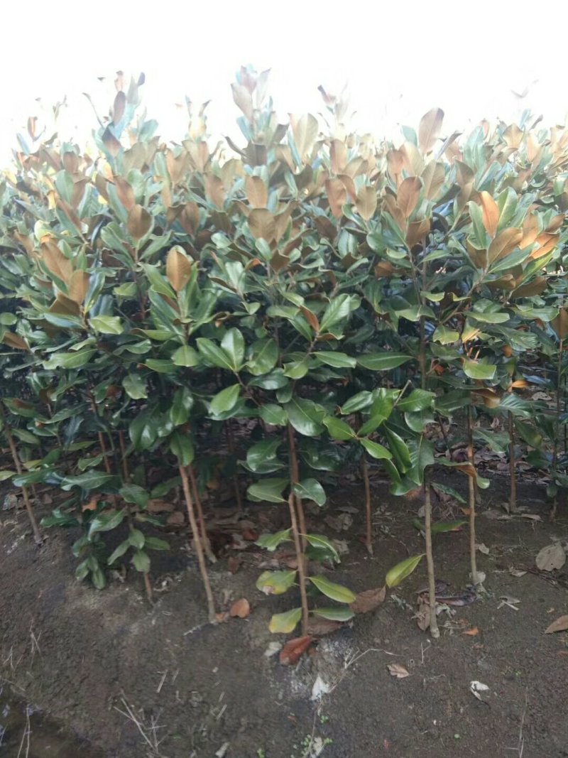 广玉兰小苗四季常青行道树绿化工程苗基地直销