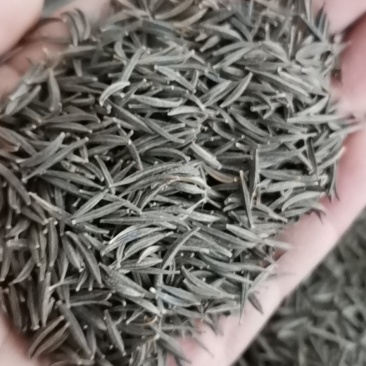 波斯菊种子格桑花种子草花种子花海种子