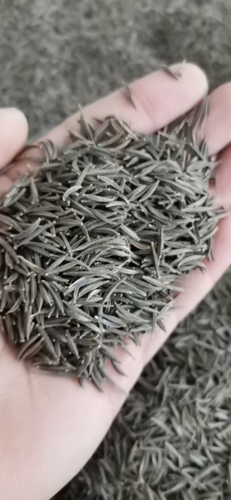 波斯菊种子格桑花种子草花种子花海种子