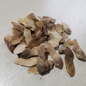 五角枫种子，彩叶树种！色木槭种子枫树种子，绿化树种！