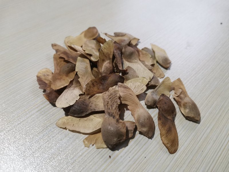 五角枫种子，彩叶树种！色木槭种子枫树种子，绿化树种！
