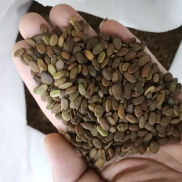合欢种子，红花合欢种子，绒花树种子合欢种子绒花树种子