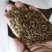 合欢种子，红花合欢种子，绒花树种子合欢种子绒花树种子