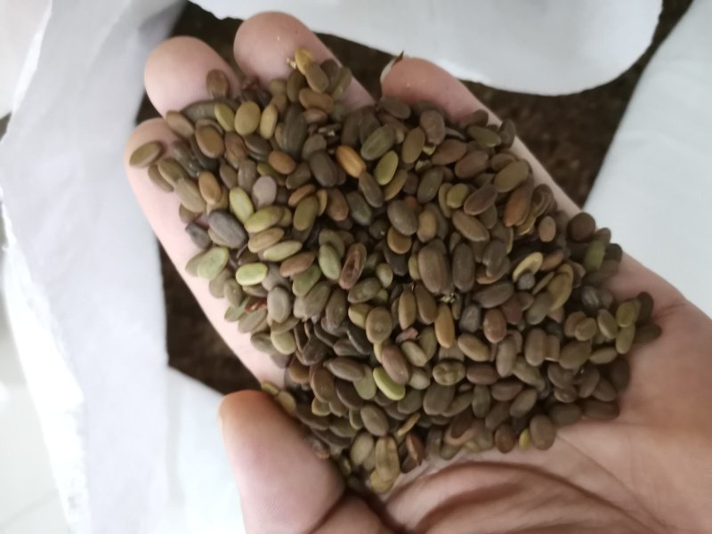 合欢种子，红花合欢种子，绒花树种子合欢种子绒花树种子