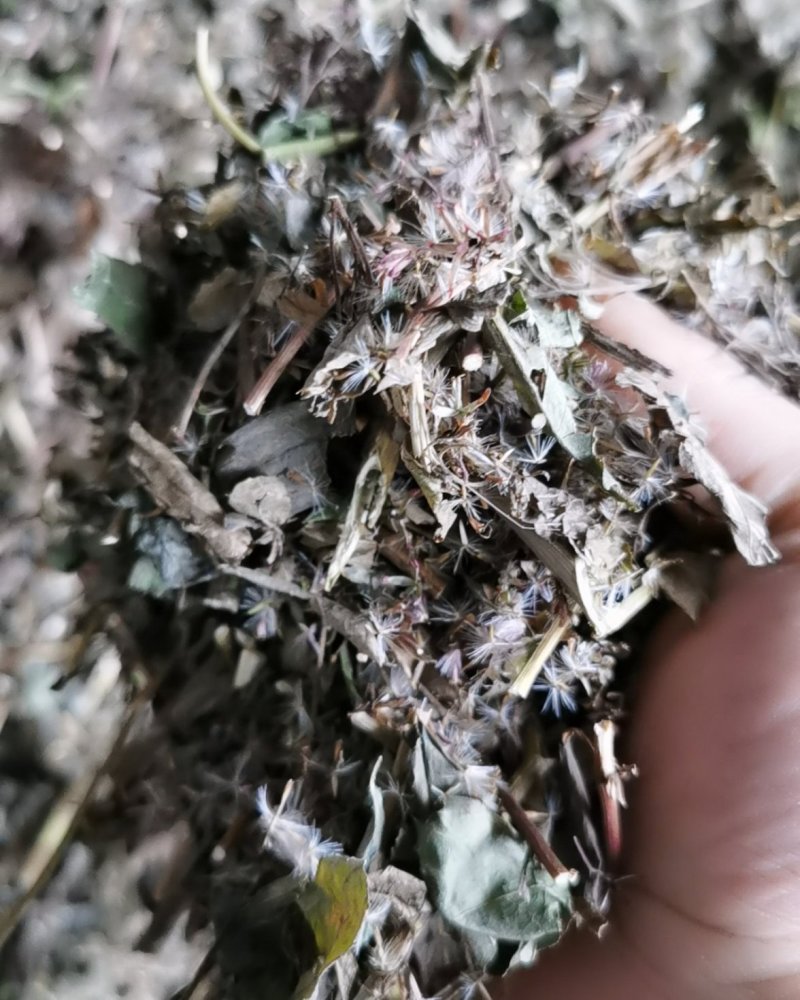 去湿草。传承千百年来的醒头草。长期供应，做枕头专用