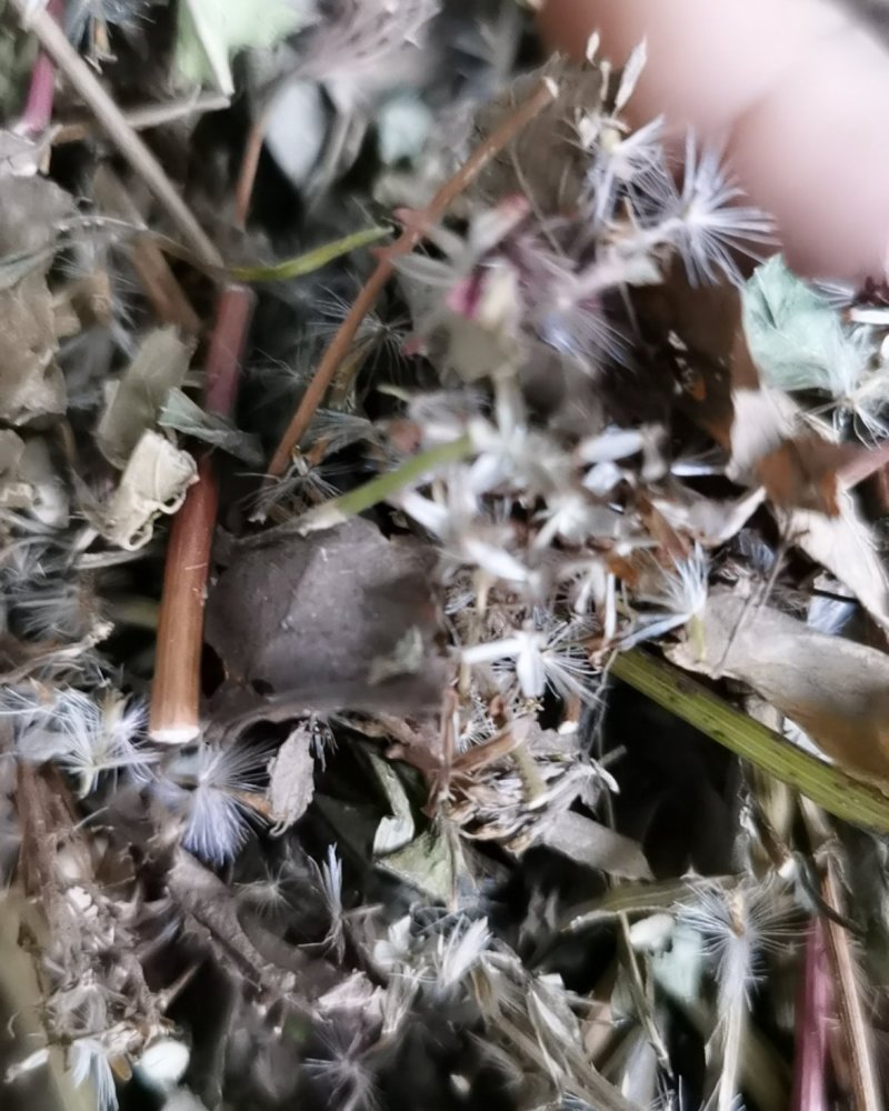 去湿草。传承千百年来的醒头草。长期供应，做枕头专用