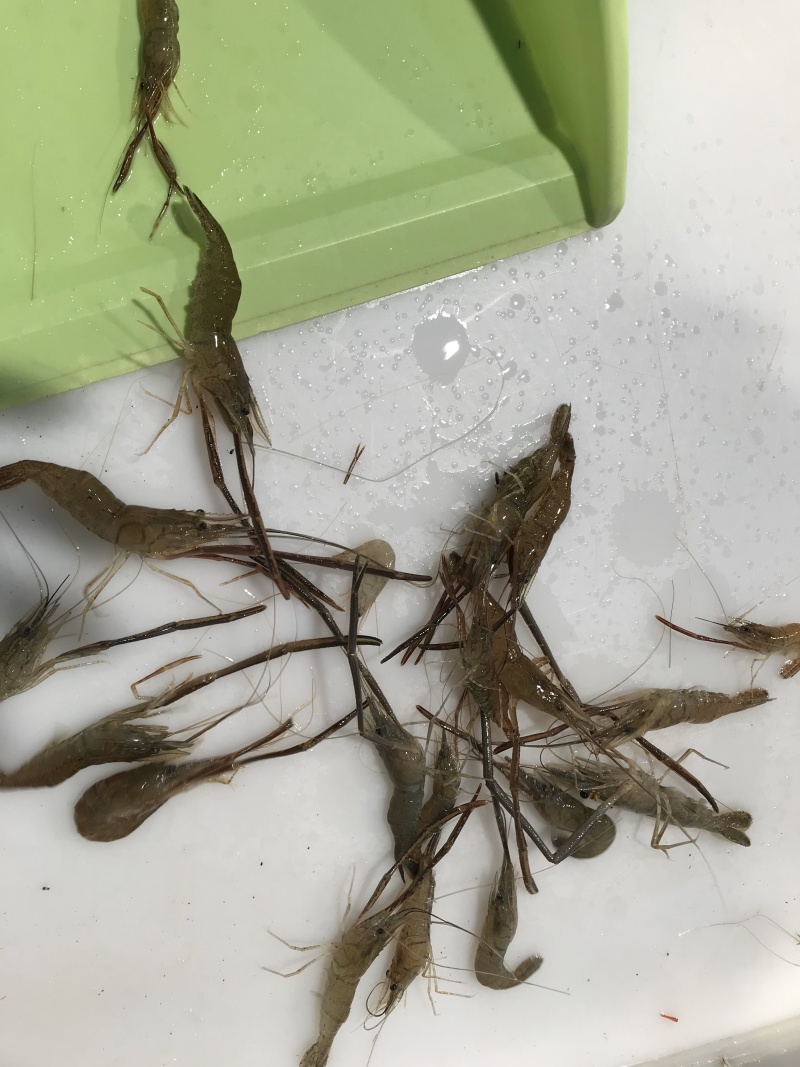 河虾，活体冻板冰鲜2-4规格，3-5规格请提前预定