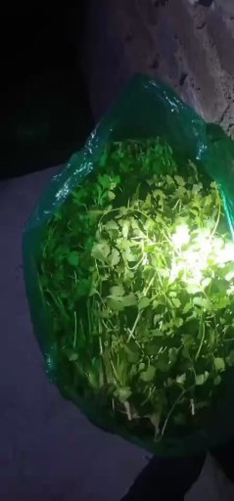 铁杆青小叶香菜涨价局势！！！