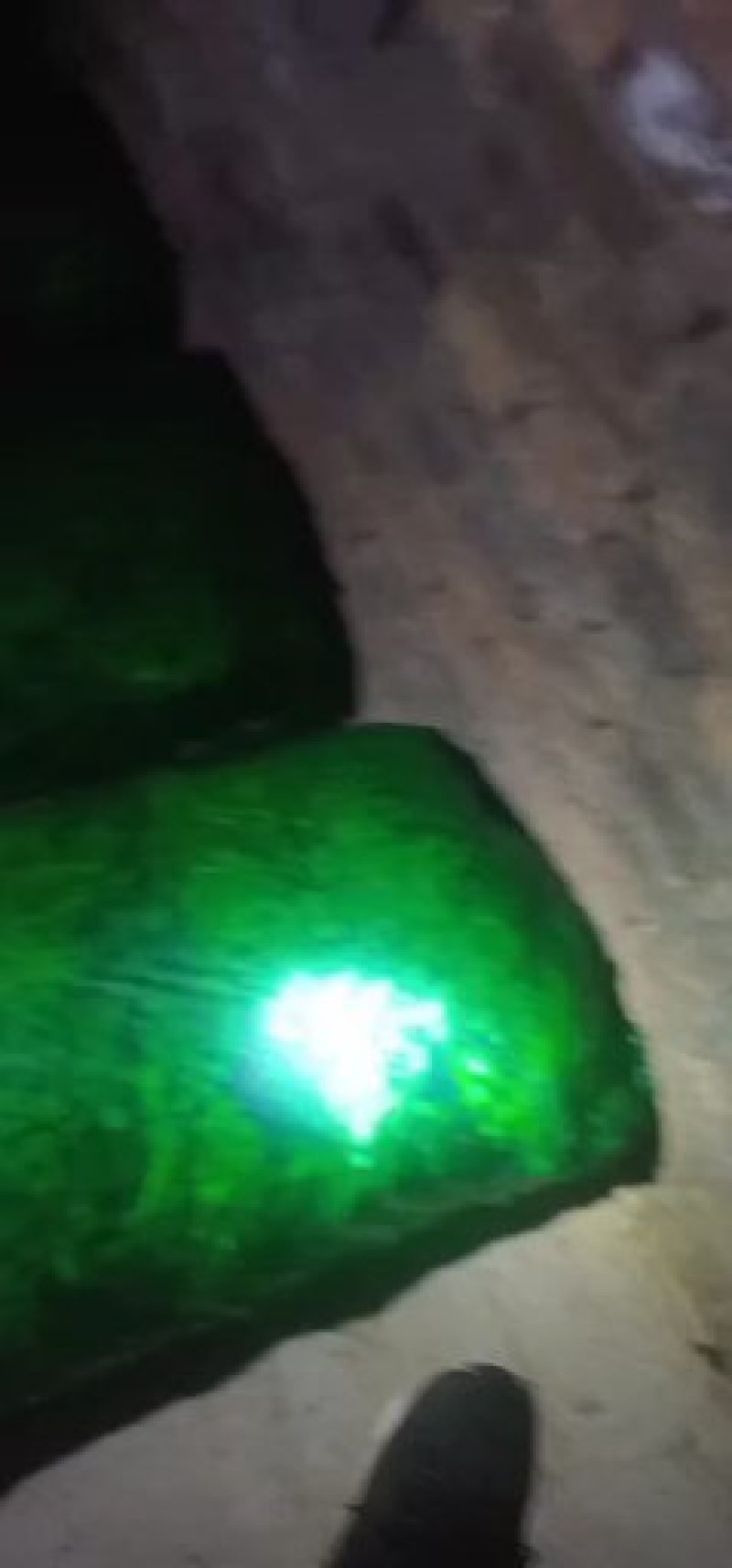 铁杆青小叶香菜涨价局势！！！