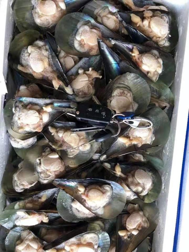 带子江瑶贝半壳江瑶贝半壳