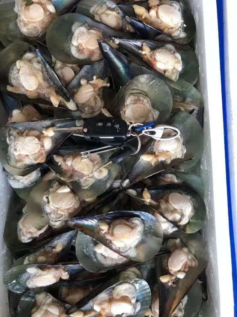 带子江瑶贝半壳江瑶贝半壳