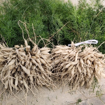 大良种天冬苗包教种植技术
