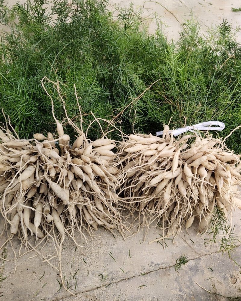 大良种天冬苗包教种植技术