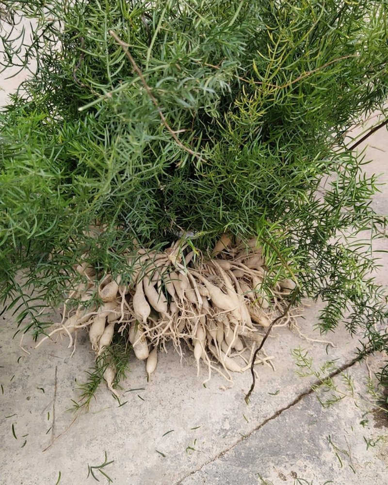 大良种天冬苗包教种植技术