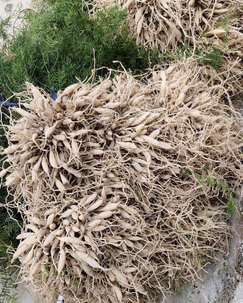 大良种天冬苗包教种植技术