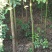 香樟（大量供应7-15公分香樟树）