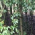 香樟（大量供应7-15公分香樟树）