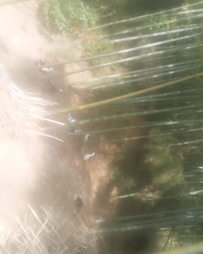大山里土鸡和土鸡蛋，土鸭，土哦土鸡和土鸡蛋，土鸭，土