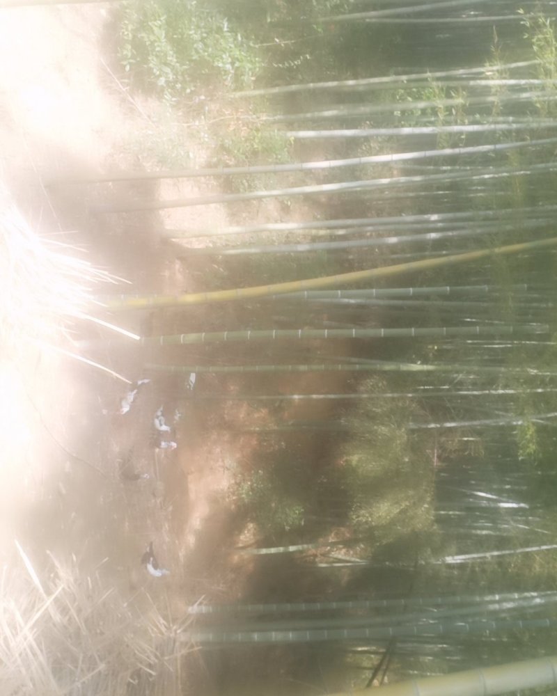 大山里土鸡和土鸡蛋，土鸭，土哦土鸡和土鸡蛋，土鸭，土