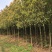 香樟（大量供应7-15公分香樟树）