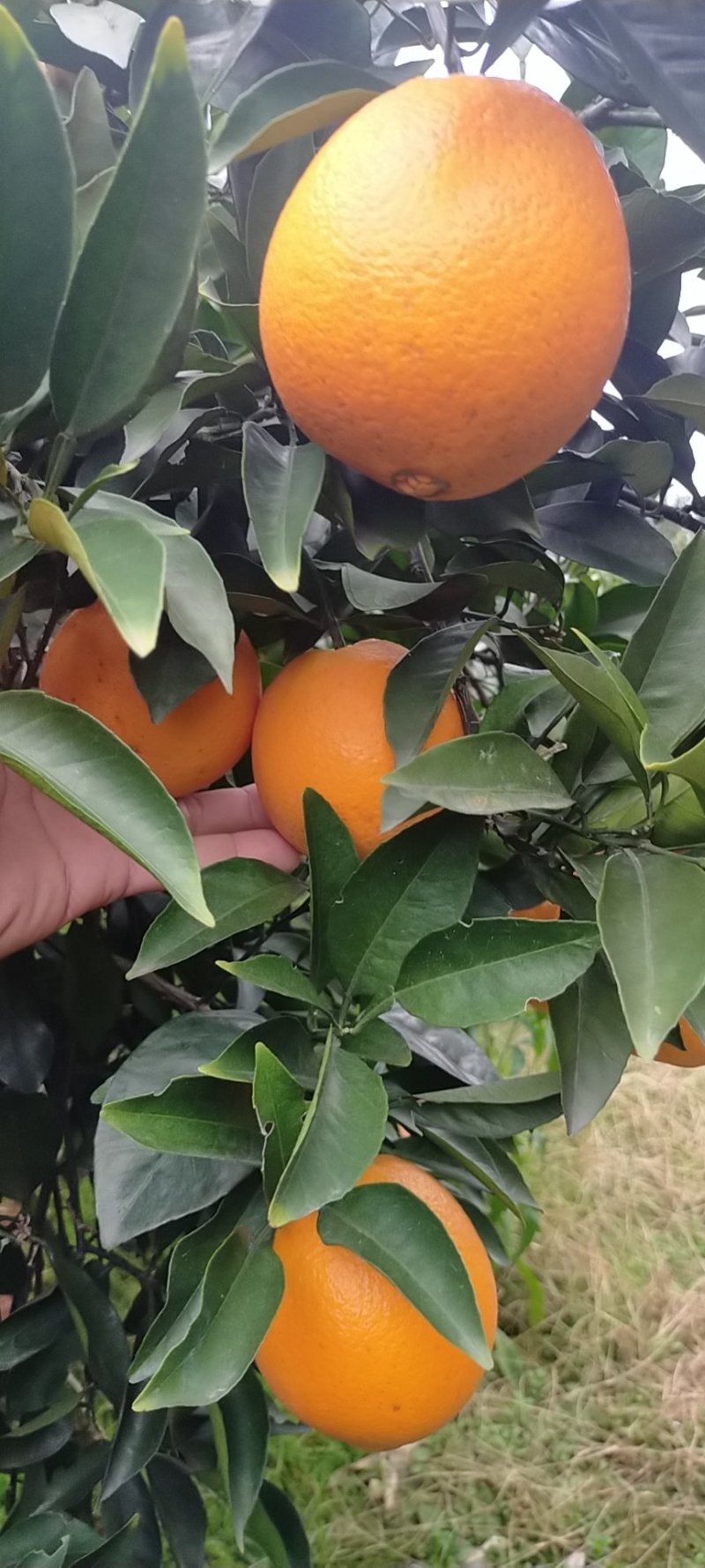 纽荷尔脐橙产地真供本地区大量种植产量大
