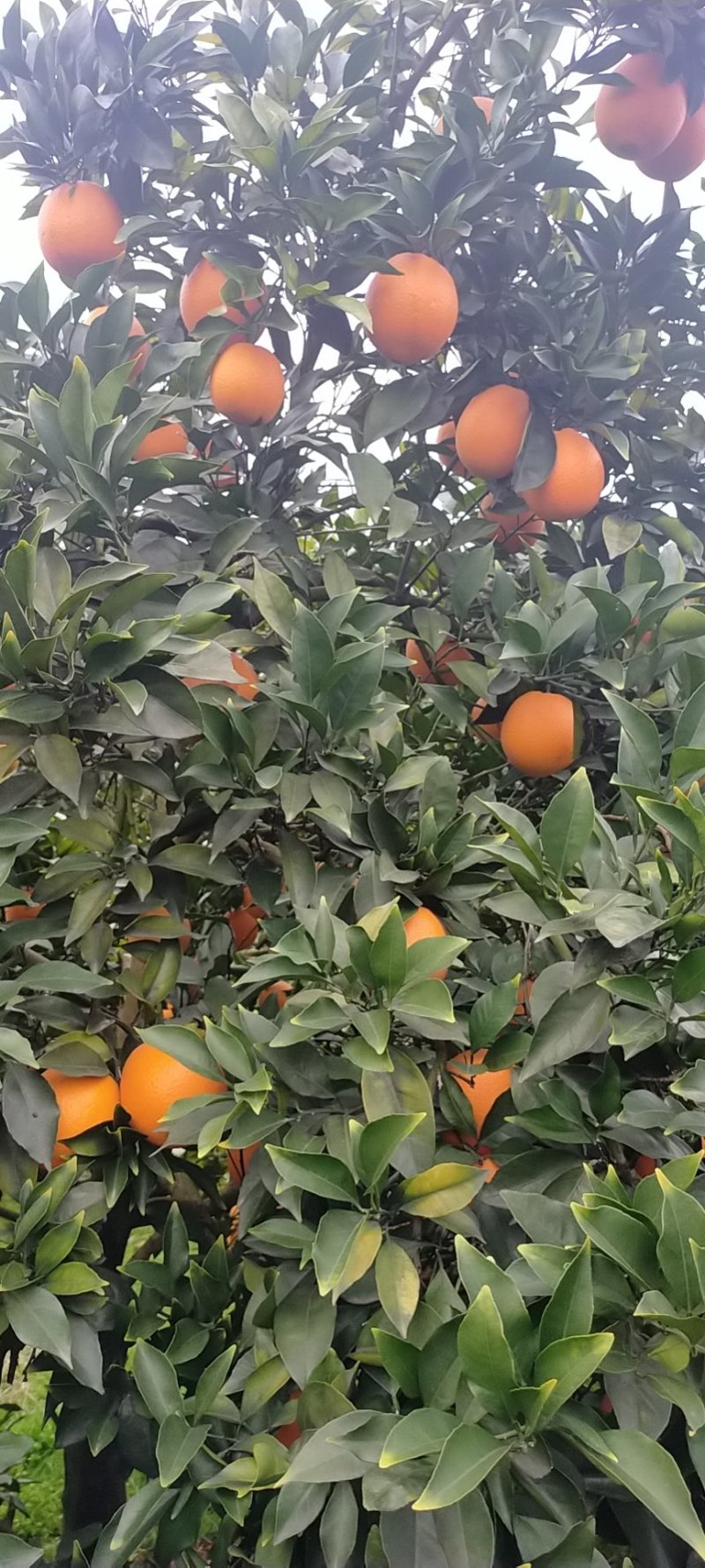 纽荷尔脐橙产地真供本地区大量种植产量大
