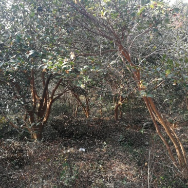茶树