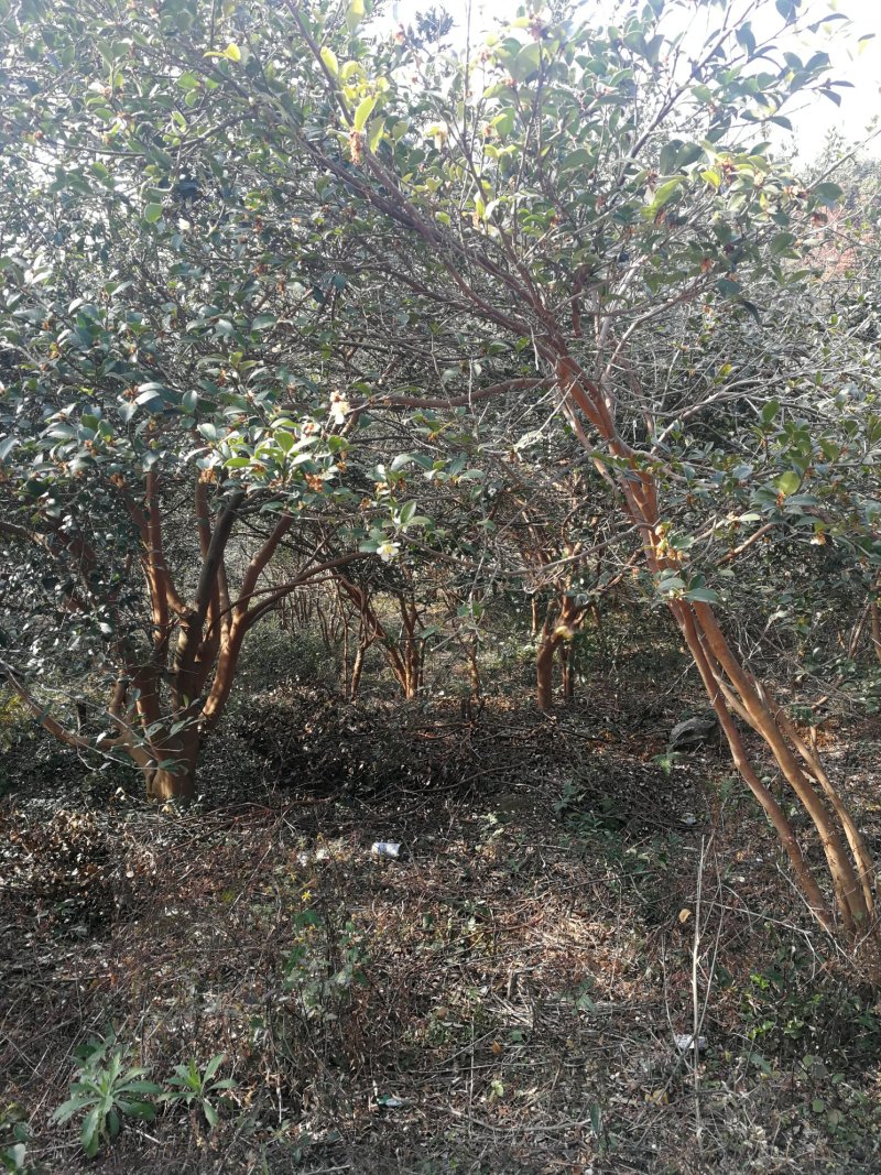 茶树