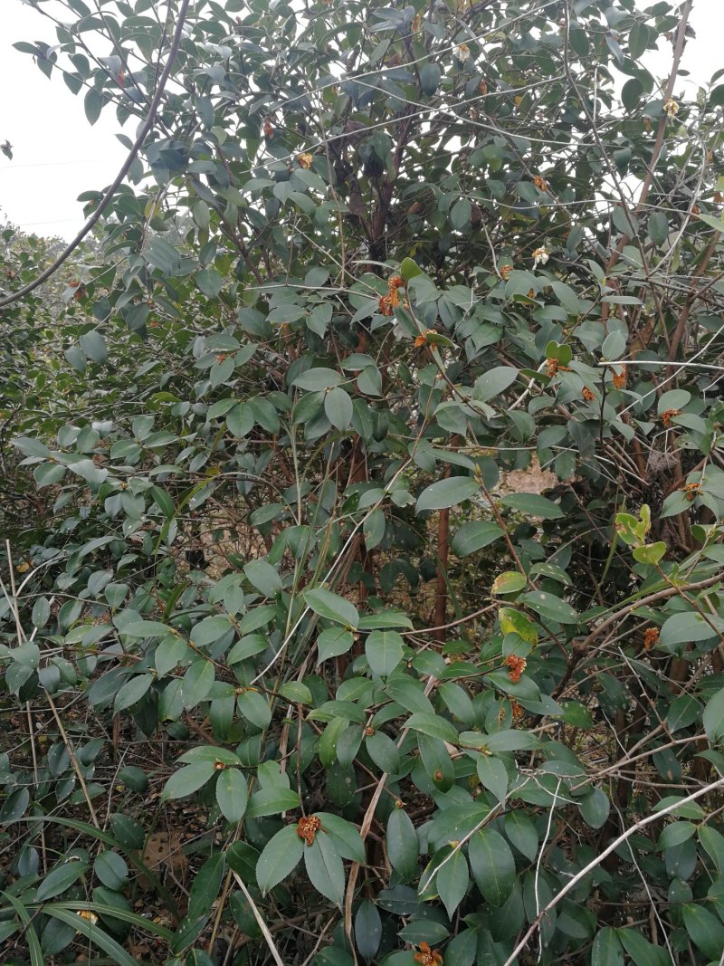 茶树