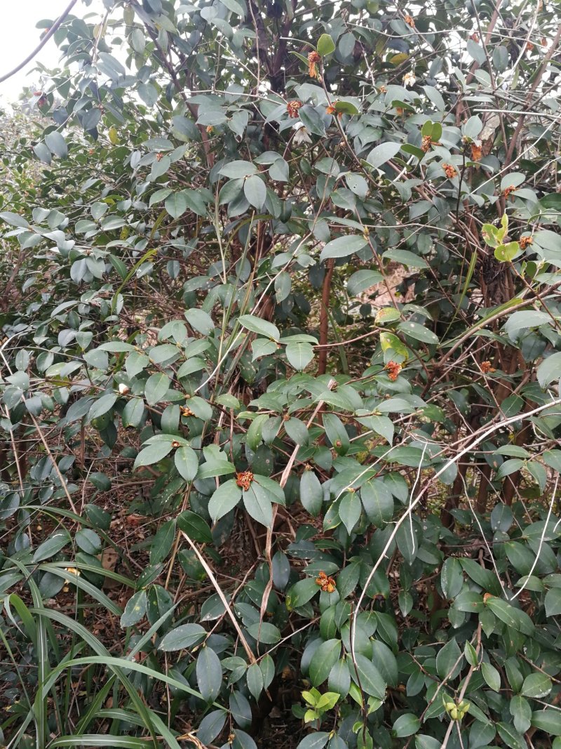茶树