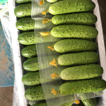 【黄瓜】旱黄瓜18公分以下鲜花带刺，大量现货供应