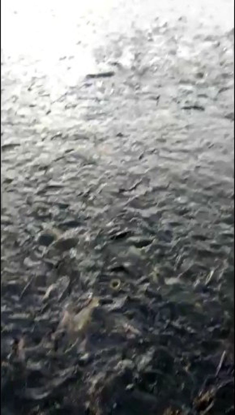 水库淡水养殖草鱼批发