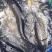 水库淡水养殖草鱼批发