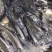 水库淡水养殖草鱼批发