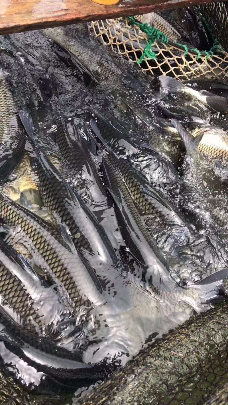 水库淡水养殖草鱼批发