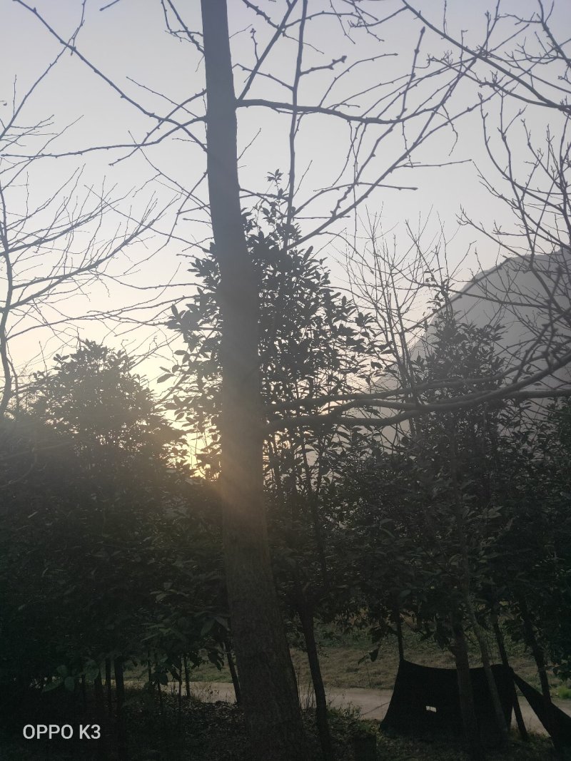 桂花树银杏树。